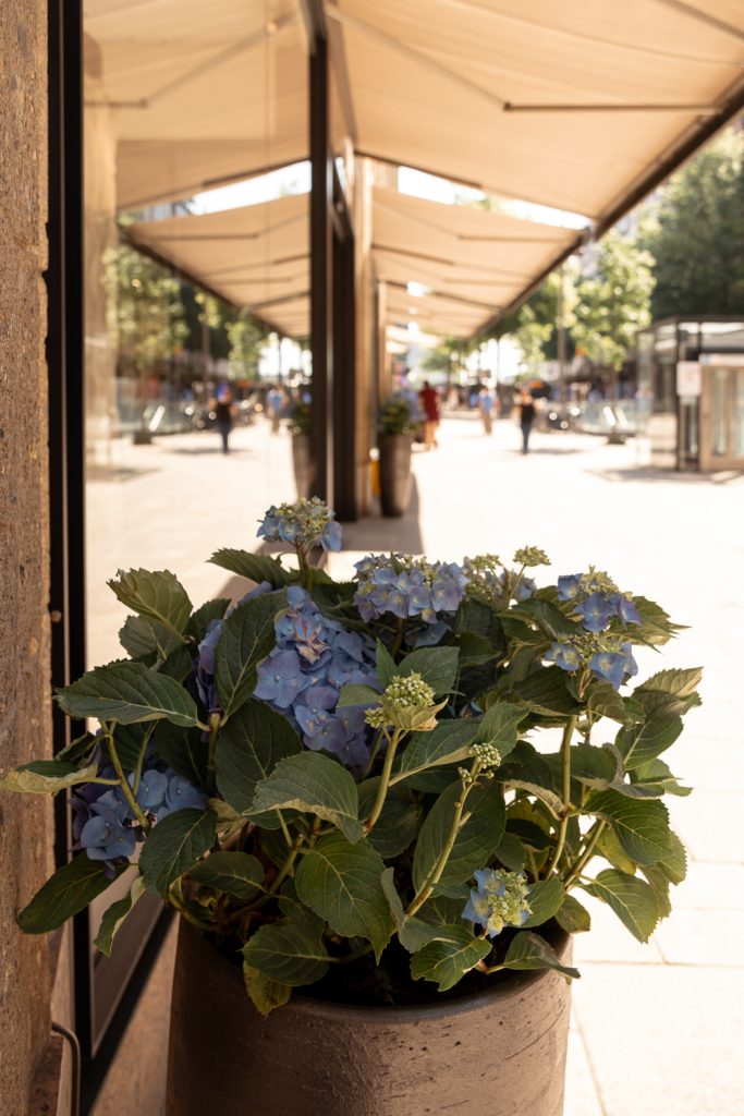 Hellblaue Hortensien in einer Vase an der Mönckebergstraße